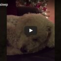 Woman Sweetly Sings Her Dog To Sleep